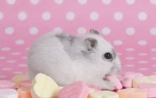 鼠類焦慮症狀 鼠類焦慮症狀