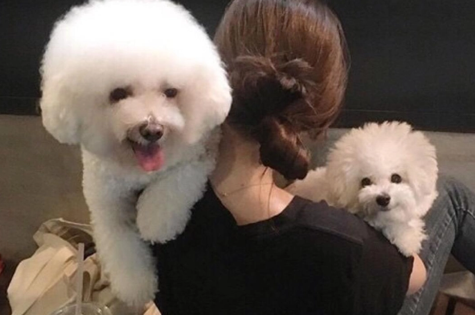 比熊犬吠叫原因 比熊犬吠叫原因