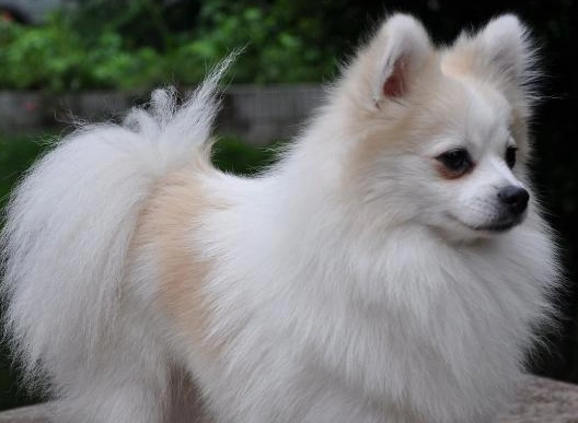 日本狐狸犬 飼養方法