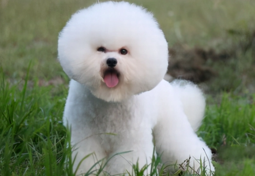 比熊犬飼養 比熊犬飼養