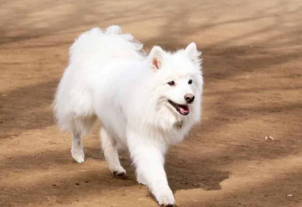 日本狐狸犬 性格