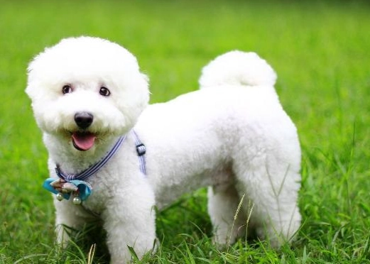 比熊犬性格 比熊犬性格
