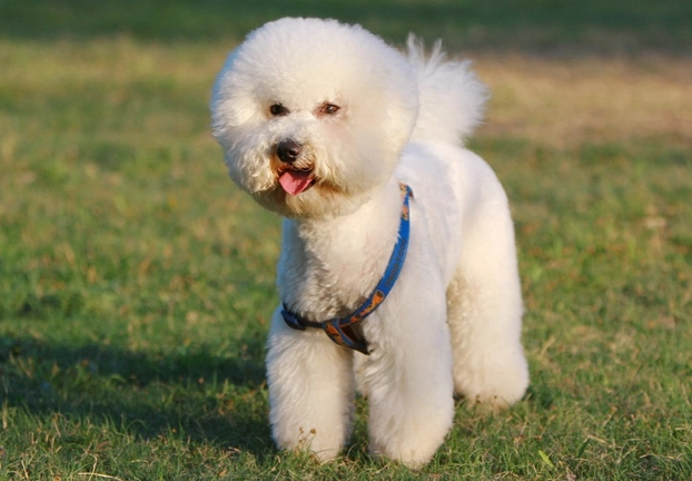 比熊犬常见疾病 比熊犬常见疾病