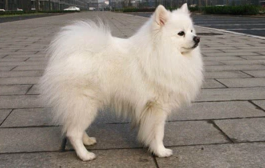 日本狐狸犬 性格
