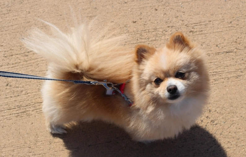 博美犬飼養