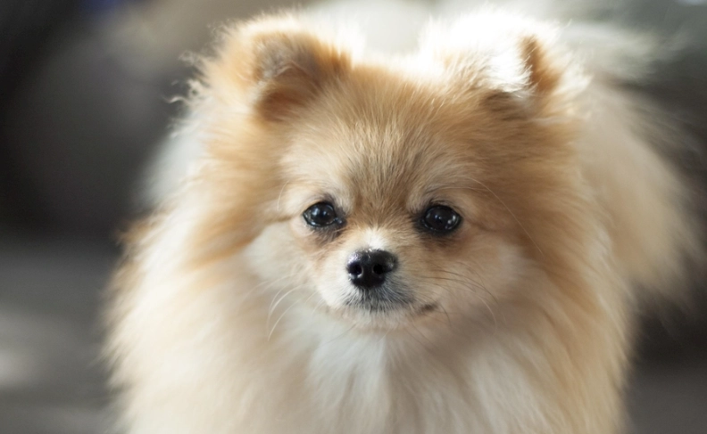 博美犬性格