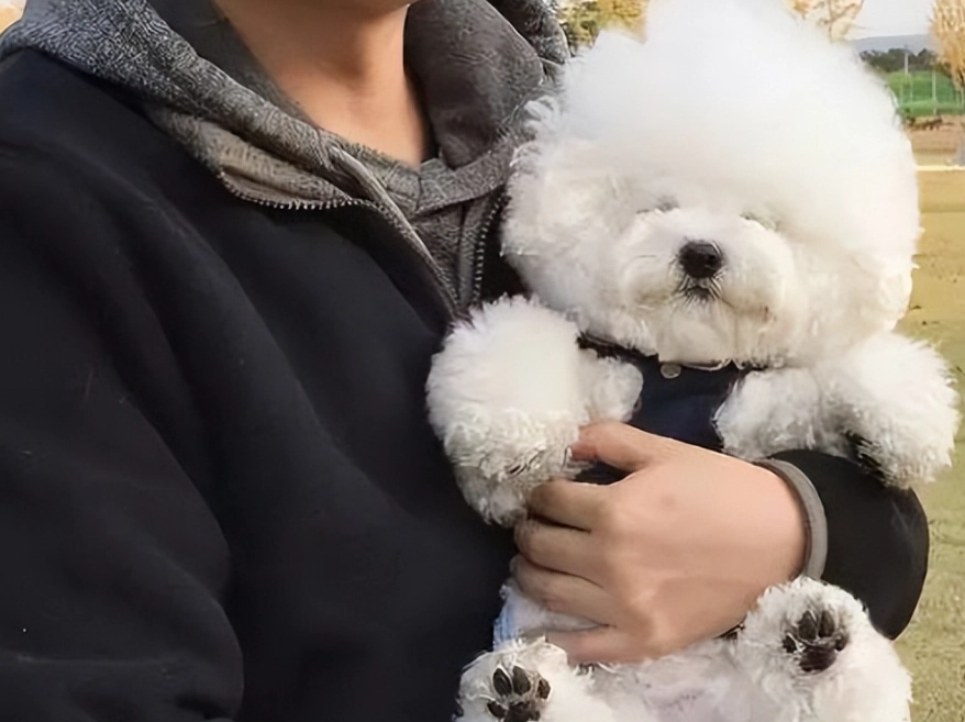 比熊犬訓練方法 比熊犬訓練方法