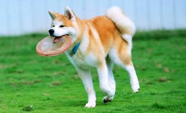 日本狐狸犬 健康照顧