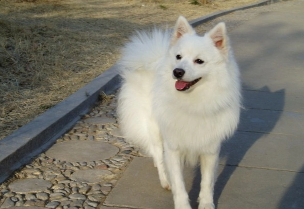 狐狸犬优缺点 狐狸犬优缺点