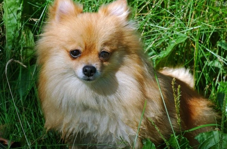 博美犬飼養