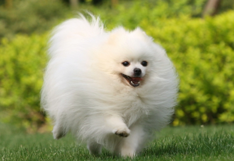 博美犬平均壽命 博美犬平均壽命