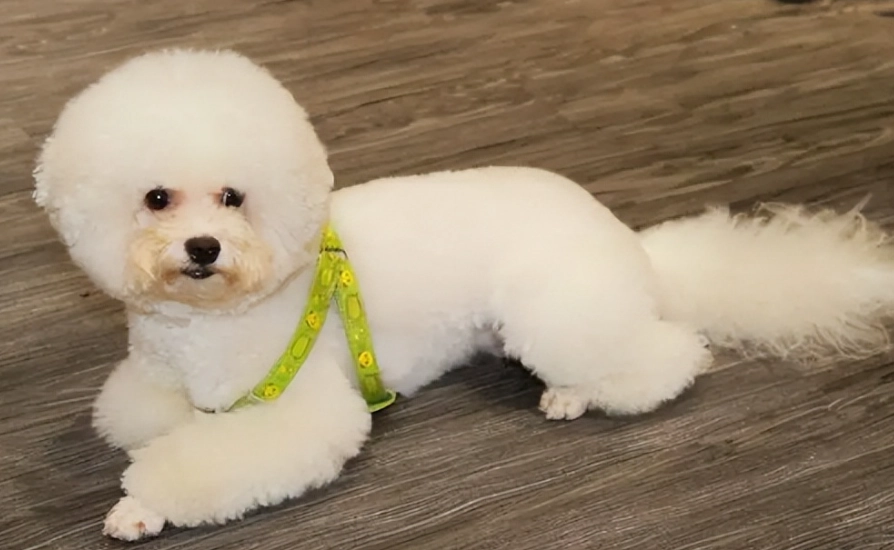 比熊犬吠叫原因 比熊犬吠叫原因