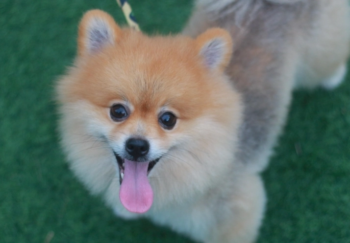 博美犬性格