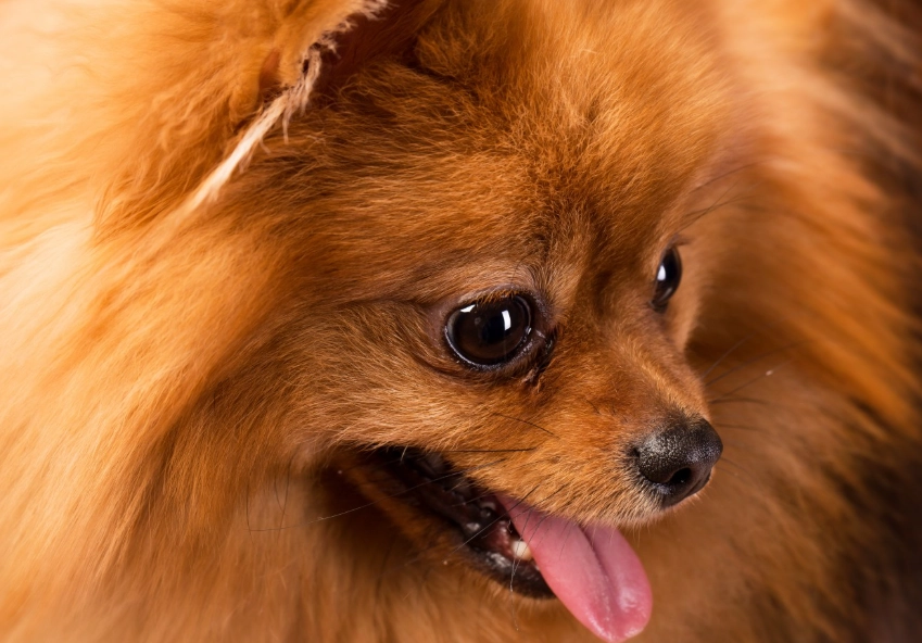 博美犬性格