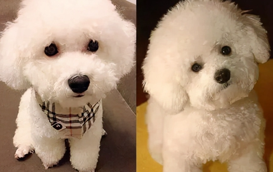 比熊犬性格 比熊犬性格