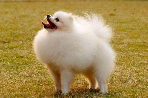 博美犬平均壽命 博美犬平均壽命