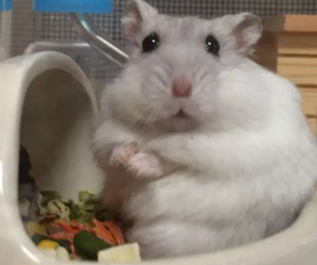 倉鼠生病症狀