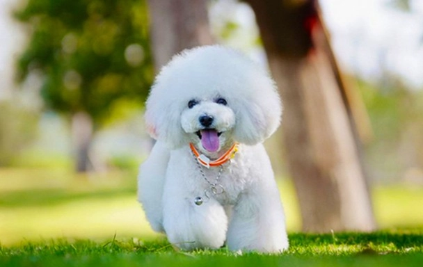 比熊犬健康问题 比熊犬健康问题
