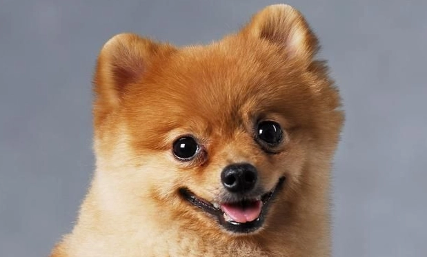 小型犬壽命延長 小型犬壽命延長