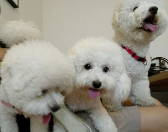 比熊犬成長大小