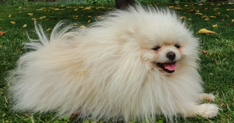 博美犬飼養