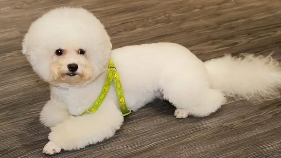 比熊犬毛色種類 比熊犬毛色種類