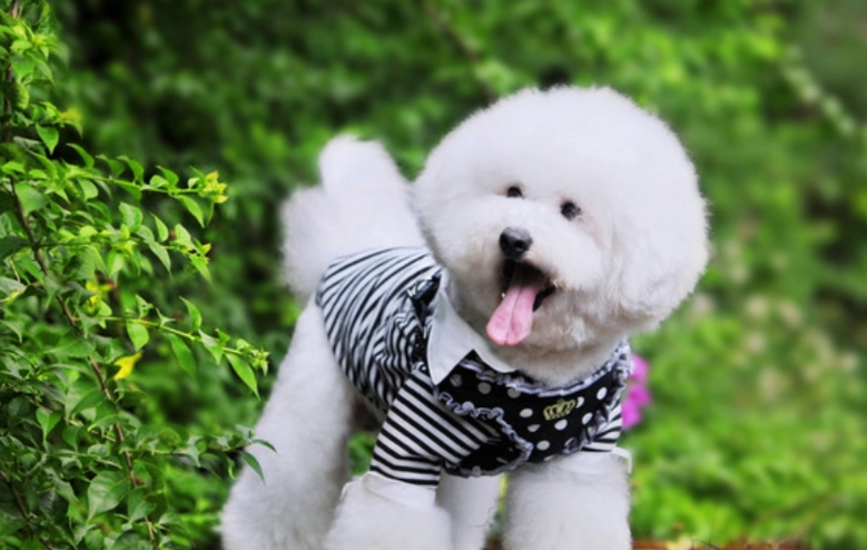 比熊犬吠叫原因 比熊犬吠叫原因