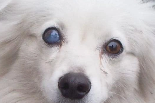犬白內障症狀