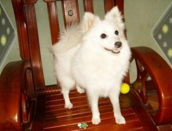 日本狐狸犬 性格