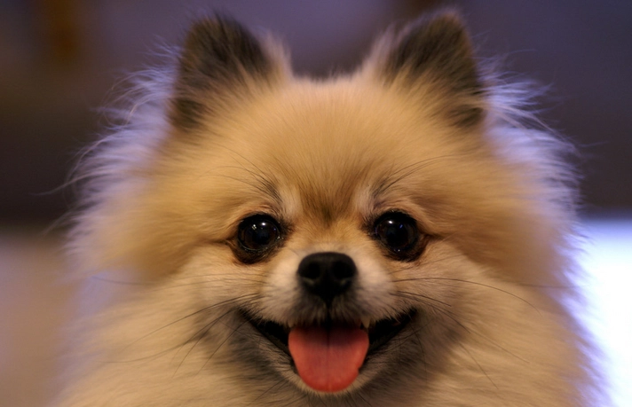 博美犬平均壽命 博美犬平均壽命