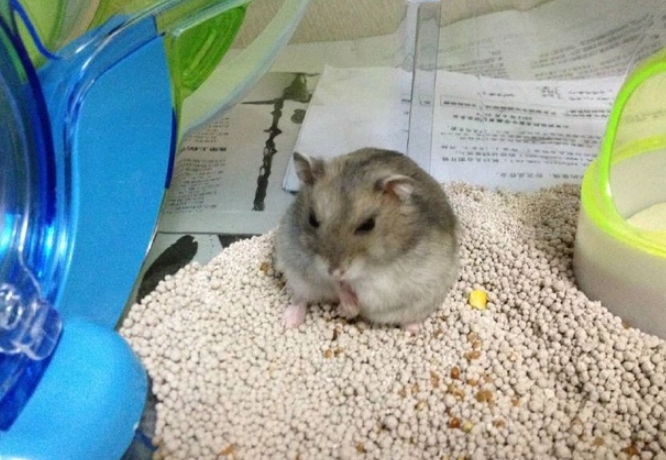 倉鼠壓力症狀 倉鼠壓力症狀