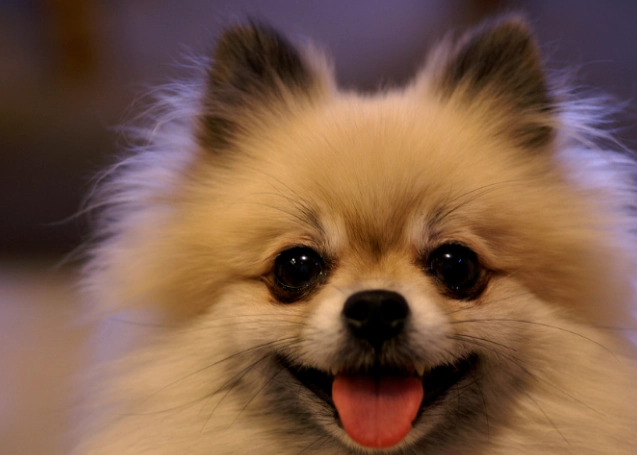 日本狐狸犬 健康照顧