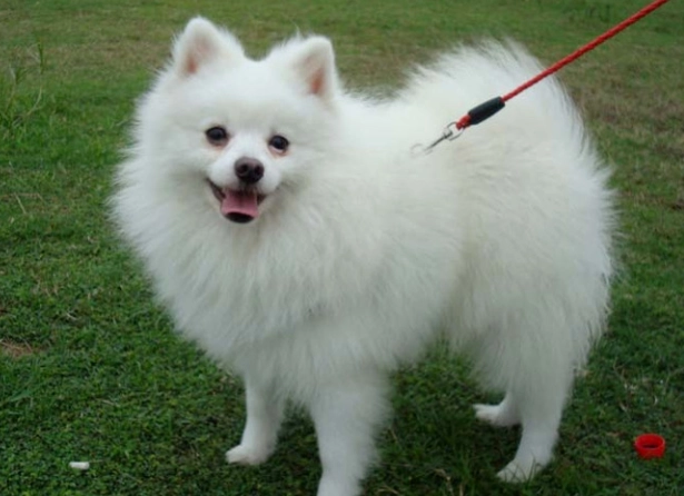 日本狐狸犬 飼養方法