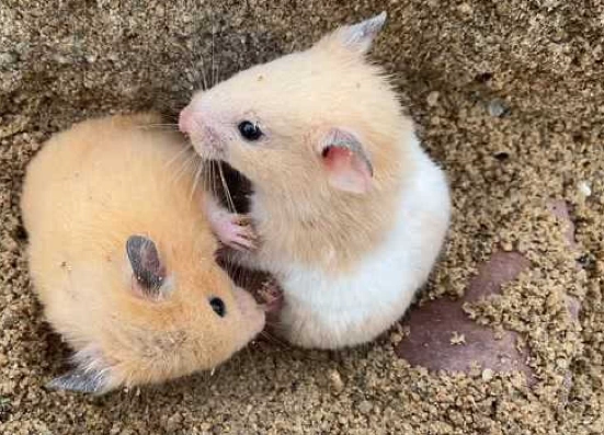 倉鼠飼養衝突