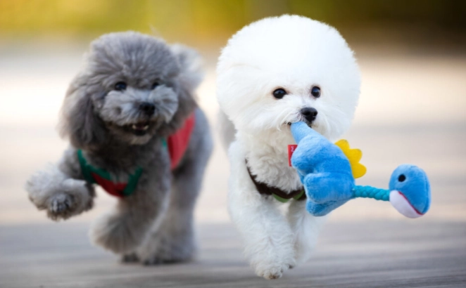 比熊犬體型標準