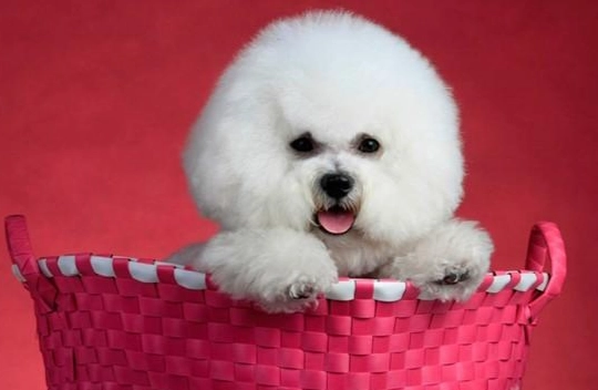 比熊犬體型標準