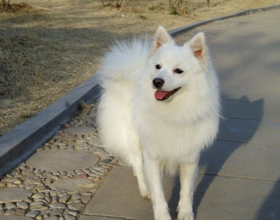 日本狐狸犬 飼養方法