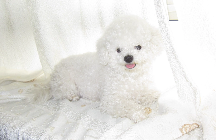 比熊犬常见疾病 比熊犬常见疾病