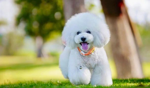比熊犬性格 比熊犬性格