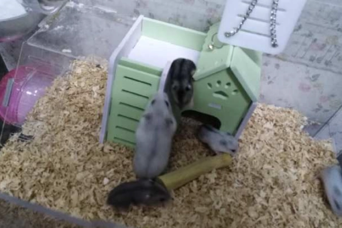 倉鼠飼養衝突