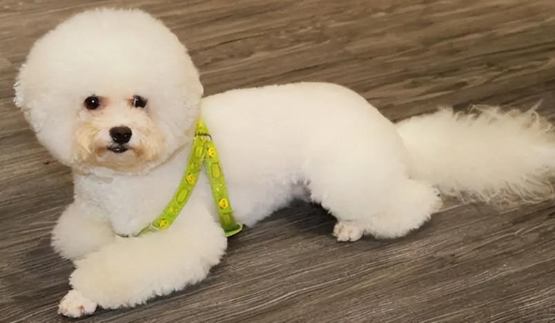 比熊犬體型標準