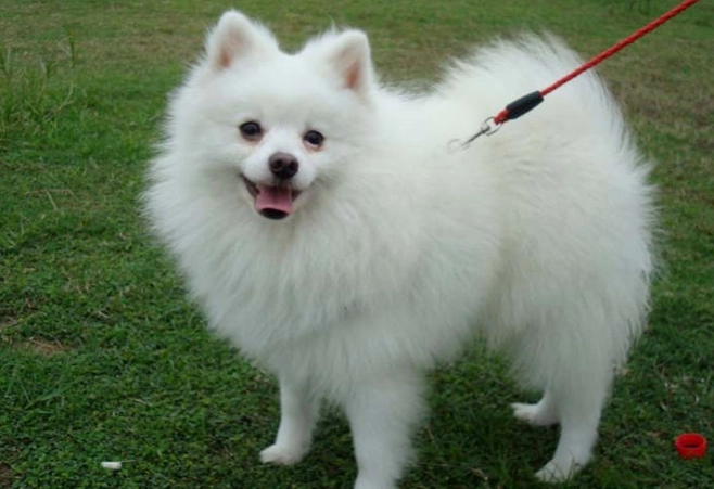 狐狸犬优缺点 狐狸犬优缺点
