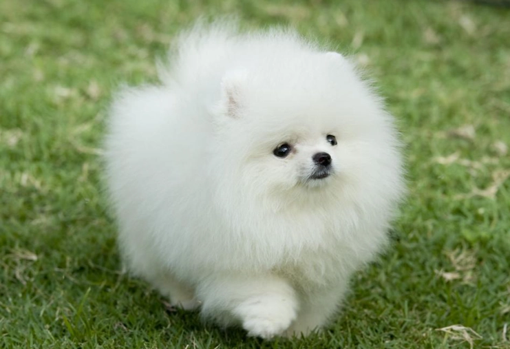 小型犬壽命延長 小型犬壽命延長
