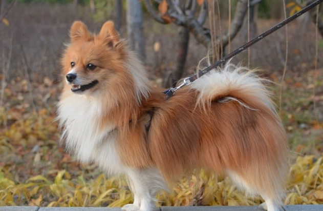 狐狸犬飼養 狐狸犬飼養