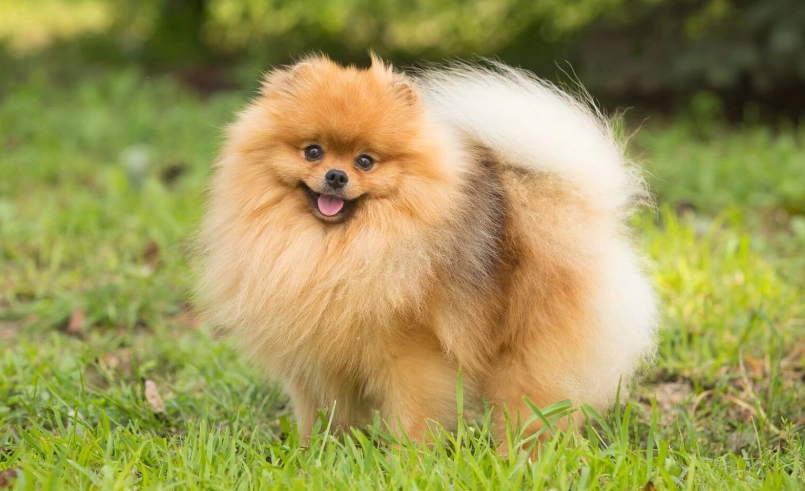 博美犬平均壽命 博美犬平均壽命