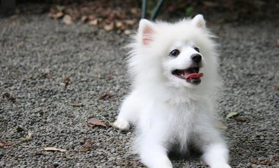 狐狸犬飼養 狐狸犬飼養