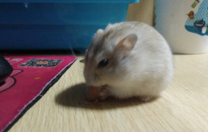 倉鼠咬人處理
