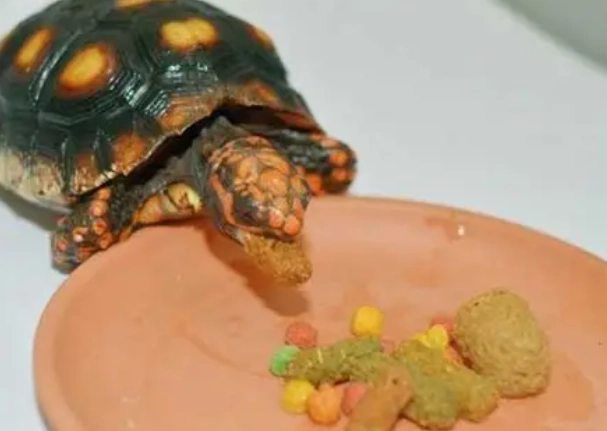 澤龜食物 澤龜食物