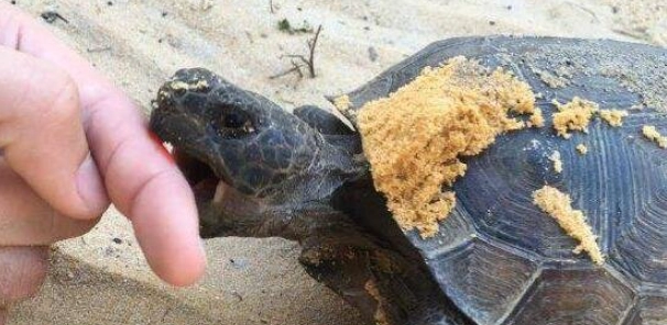 寵物龜咬人