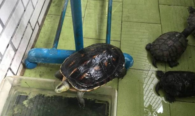 澤龜乾養注意事項 澤龜乾養注意事項